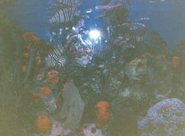 fish.jpg